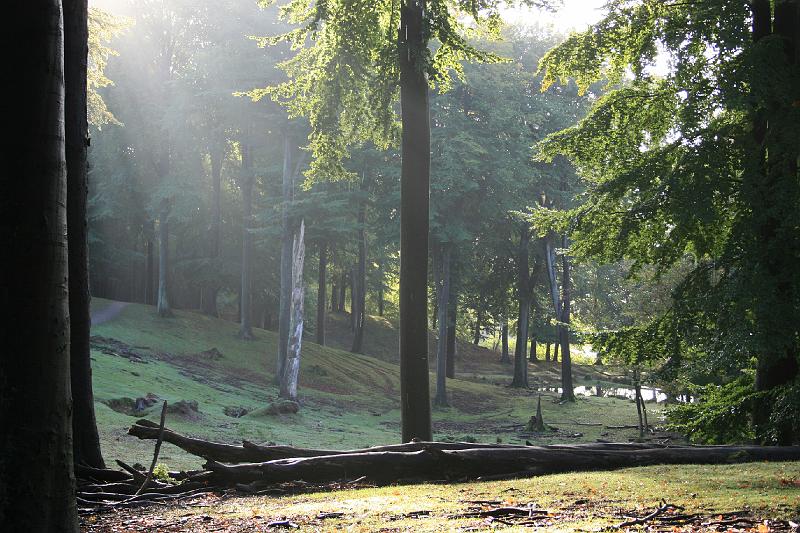 forest good morning light.jpg - Morgenstemning i skoven. Morning mood in forest